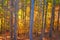 Impressionistic Style Artwork of Autumn Colors Hidden Deep in the Green Forest