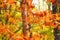 Impressionistic Style Artwork of Autumn Colors Hidden Deep in the Green Forest