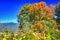 Impressionistic Style Artwork of an Autumn Tree in the Appalachian Mountains Viewed Along the Blue Ridge Parkway