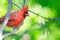 Impressionistic Style Artwork of a Northern Cardinal Perched in a Tree