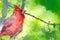 Impressionistic Style Artwork of a Northern Cardinal Perched in a Tree