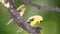 Impressionistic Style Artwork of a Pair of American Goldfinch Perched in a Tree