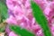 Impressionistic Style Artwork of a Pink Flower