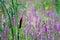 Impressionistic Style Artwork of Purple Wildflowers in a Springtime Field