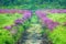 Impressionistic Style Artwork of Purple Wildflowers in a Springtime Field