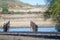 Impressionistic Style Artwork of Severe Drought Conditions - Boat Launch at Empty Reservoir