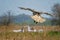 Impressionistic Style Artwork of a Young Red-Tailed Hawk Diving on its Prey