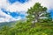 Impressionistic Style Painting of an Autumn Tree in the Appalachian Mountains Viewed Along the Blue Ridge Parkway