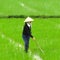 Impressionistic View of Woman Farmer Working in Rice Paddy Vietnam Southeast Asia