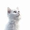 Impressive 8k Rendered White Kitten Portrait In Pixar Style