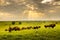 These impressive American Bison wander the Kansas Maxwell Prairie Preserve