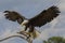 Impressive Bald eagle on a branch with it`s wings spread