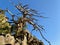 Impressive barren tree on the way up to Monte Rotondo, Corsica, France.