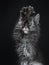 Impressive blue silver Maine Coon cat kitten, Isolated on black background.