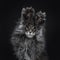 Impressive blue silver Maine Coon cat kitten, Isolated on black background.