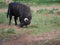 Impressive brave bull, black with huge horns, digging the ground with his horns in the middle of the field. Concept livestock,