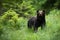 Impressive brown bear standing in forest in summer nature.