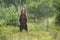 Impressive brown bear standing upright on glade in forest in summer.