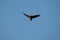 Impressive Brown Snake Eagle Flying