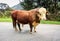 An impressive brown and white large bull on a country road