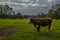 An impressive bull in a field close to the Hockley viaduct at Winchester, UK