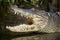 Impressive close up captures the fearsome jaw of a Nile crocodile