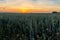 An impressive coloured sunset above farmland on a warm summer evening in Riemst near Maastricht