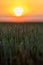 An impressive coloured sunset above farmland on a warm summer evening in Riemst near Maastricht