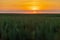 An impressive coloured sunset above farmland on a warm summer evening in Riemst near Maastricht