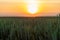 An impressive coloured sunset above farmland on a warm summer evening in Riemst near Maastricht