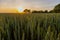 An impressive coloured sunset above farmland on a warm summer evening in Riemst near Maastricht