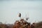 Impressive common buzzard, buteo buteo, sitting on branch in autumn with copy space. Feathered animal with white and