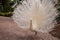 Impressive Displaying male white peacock