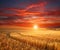 Impressive dramatic sunset over field of ripe wheat, colorful clouds in sky, crop season agricultures grain harvest