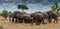 Impressive elephant herd in Tarangire National Park