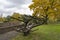 The impressive framework of an old tree or shrub, surrounded by trees in autumn colors