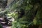 Impressive giant ferns on a hike through Leven Canyon in North Tasmania