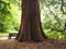 Impressive giant redwood tree trunk and a wooden bench in a wood