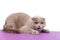 Impressive gray adult British Shorthair cat, laying down facing front