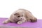 Impressive gray adult British Shorthair cat, laying down facing front