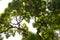 Impressive, green crown of tall, large elm tree with gnarled, twisted branches