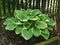 Impressive hosta plant with beautiful variegated leaves