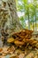 Impressive image of orange fungi at the base of a trunk on an autumn day