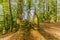 Impressive image of ruins in the middle of the forest