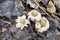 Impressive looks the Sessile Earthstar in park