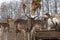 Impressive male fallow deer in an outdoor enclosure