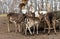 Impressive male fallow deer in an outdoor enclosure