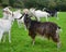 An impressive male goat with horns