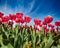 Impressive natural backgrount. Blooming pink tulips flowers on the Netherlands farm. Romantic spring view of flowers and deep blue