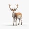 Impressive Photorealistic Rendering Of A Deer On White Background